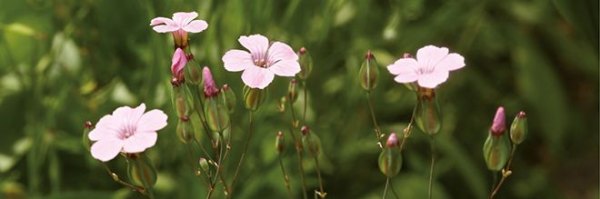 Dekorbild-Wildnelke